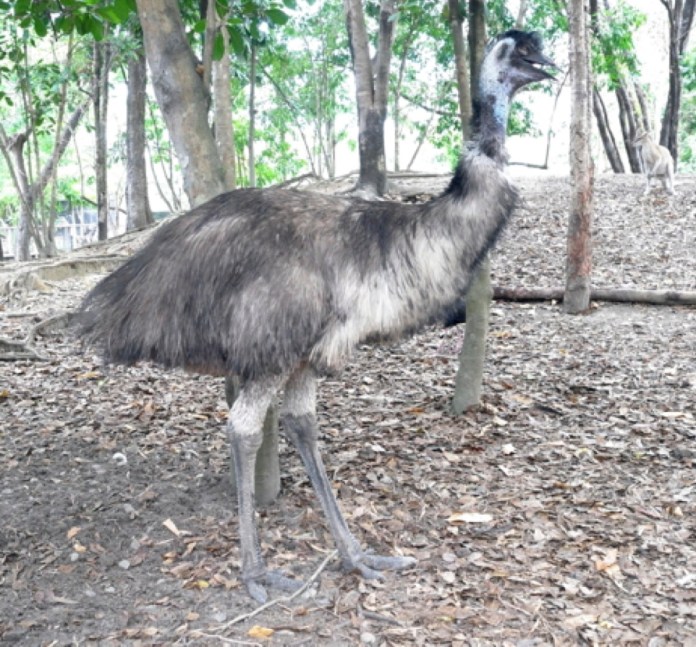 13-EMU