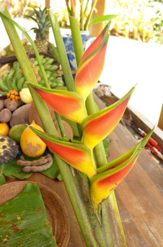 4-HELICONIA