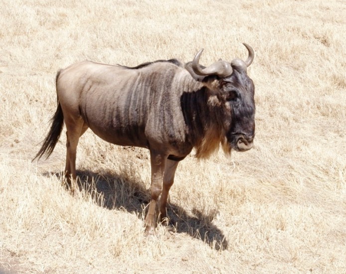 9-WILDEBEEST