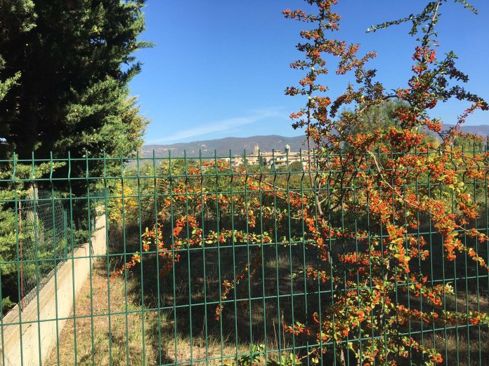 323-lourmarin-en-fleur